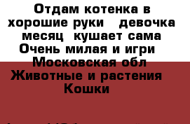 Отдам котенка в хорошие руки , девочка , месяц, кушает сама . Очень милая и игри - Московская обл. Животные и растения » Кошки   